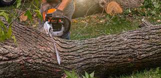 Reliable Wadsworth, OH Tree Services Solutions